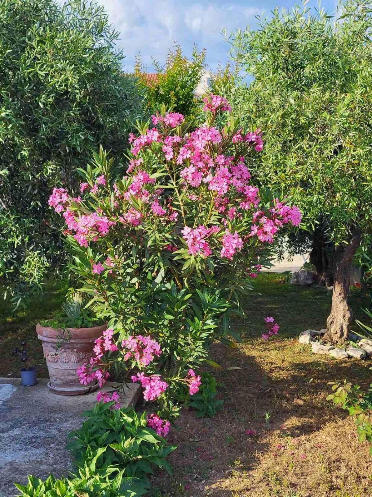 Olive Grove Διαμέρισμα Βόντιτσε Εξωτερικό φωτογραφία